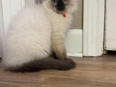 Male Ragdolls - Ragdoll - Gallery Photo #1