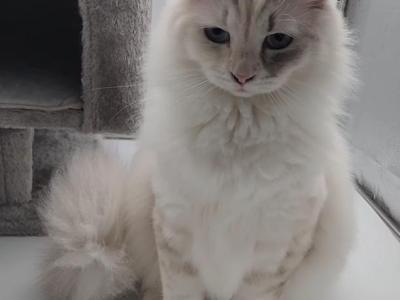 Manya - Siberian - Gallery Photo #1