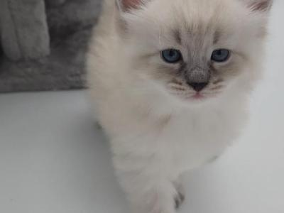 Wheskey - Siberian - Gallery Photo #1