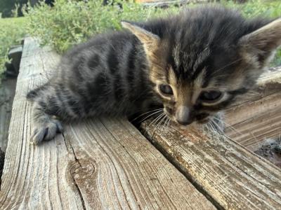 Lunar Frost 4 Charcoal - Bengal - Gallery Photo #1