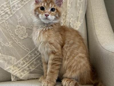 Hailey Of Kingdom Of Northumbria - Maine Coon - Gallery Photo #1