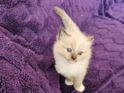 Seal Mink Ragdoll - Ragdoll - Gallery Photo #1