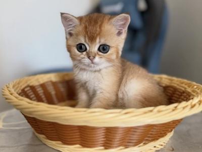 Mini Prince - British Shorthair - Gallery Photo #1