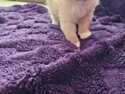 Blue Mink Male Ragdoll - Ragdoll - Gallery Photo #1