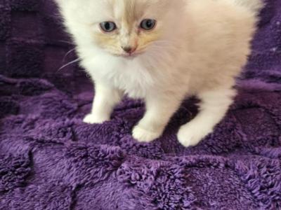 Tortie Mitted Ragdoll - Ragdoll - Gallery Photo #1