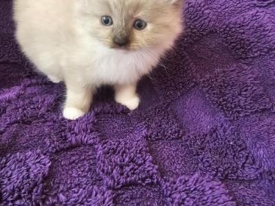 Tortie Female Ragdoll - Ragdoll - Gallery Photo #1