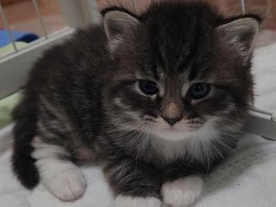 Winston - Siberian - Gallery Photo #1