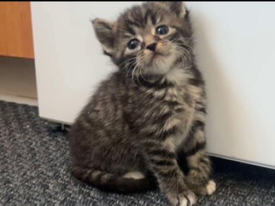 Zee - American Shorthair - Gallery Photo #1