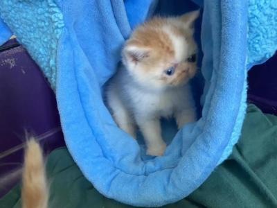 Exotic Shorthair Persians Red And White Bicolor - Exotic - Gallery Photo #1