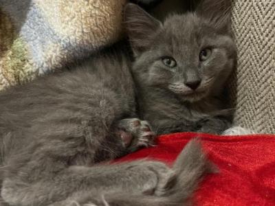 Dagger - Domestic - Gallery Photo #1