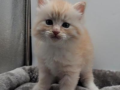 Willie - Siberian - Gallery Photo #1