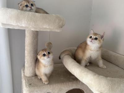 Scottish Folds - Scottish Fold - Gallery Photo #1