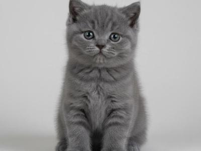Lilac Boy - British Shorthair - Gallery Photo #1