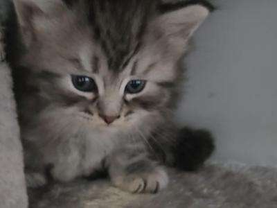 Black And Silver - Siberian - Gallery Photo #1