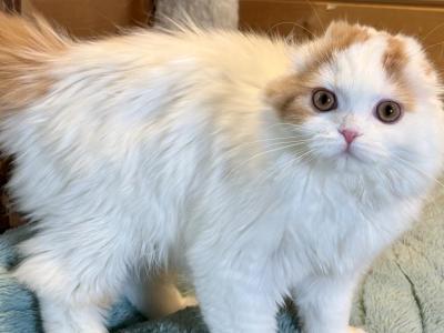 Hugo - Scottish Fold - Gallery Photo #1