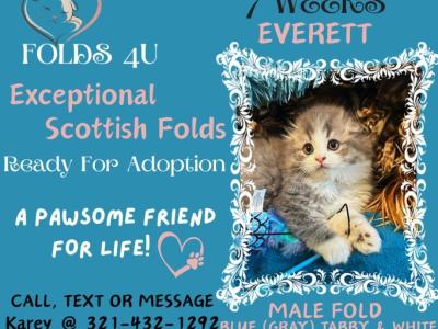 Everette - Scottish Fold - Gallery Photo #1