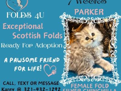 Parker - Scottish Fold - Gallery Photo #1