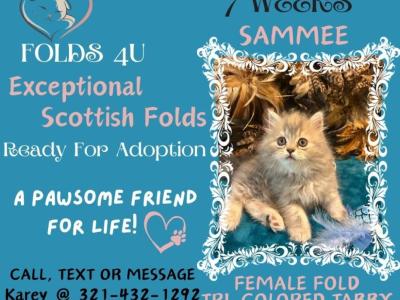 Sammee - Scottish Fold - Gallery Photo #1