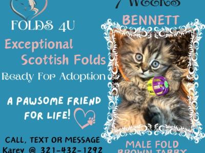 Bennett - Scottish Fold - Gallery Photo #1