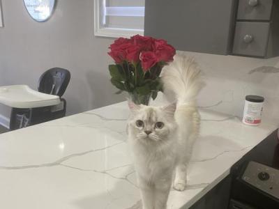 Snow - Ragdoll - Gallery Photo #1