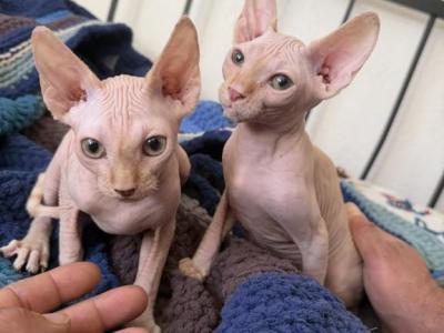Sphynx Male - Sphynx - Gallery Photo #1