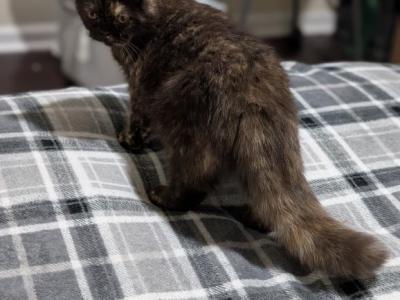 Chocolate Tortie - Exotic - Gallery Photo #1