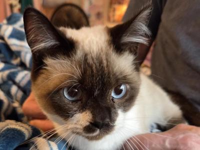 Tippy - Munchkin - Gallery Photo #1