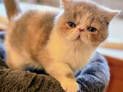 Diluted Calico - Exotic - Gallery Photo #1