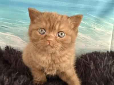 Bella Scottish Fold Cinnamon Female - Scottish Fold - Gallery Photo #1