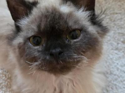 Frankie - Munchkin - Gallery Photo #1