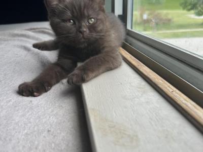 Django From Tutti Frutti Katsumi - British Shorthair - Gallery Photo #1