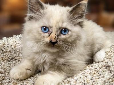 Seal Mink Mitted Tortie Female - Ragdoll - Gallery Photo #1