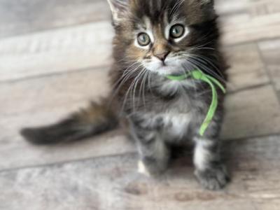 Cleos Kittens - Maine Coon - Gallery Photo #1