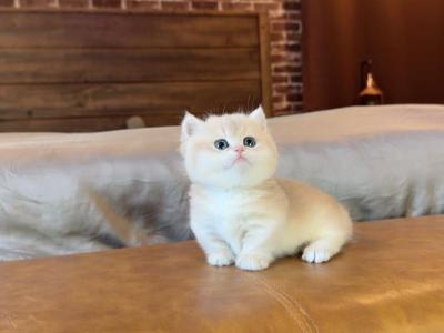 Biscuit - Munchkin - Gallery Photo #1
