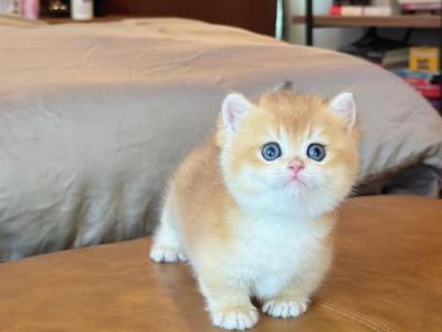Teddy - Munchkin - Gallery Photo #1