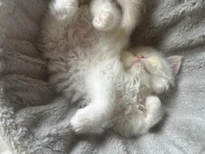 Cream Point Dumpling - Persian - Gallery Photo #1