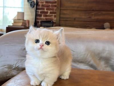 Bisciutt - Munchkin - Gallery Photo #1