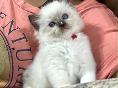 A Litter - Ragdoll - Gallery Photo #1