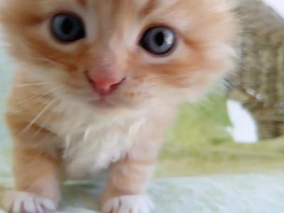Tiberius - Siberian - Gallery Photo #1