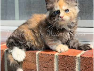Piper - Maine Coon - Gallery Photo #1