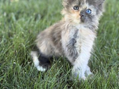 Pru - Maine Coon - Gallery Photo #1