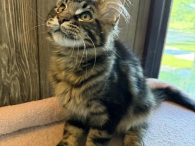 Max - Maine Coon - Gallery Photo #1