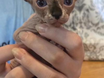 8 Sphynx Kittens - Sphynx - Gallery Photo #1
