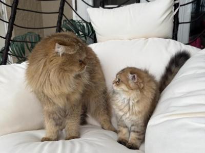 Golden Longhair Scottish Fold - Scottish Fold - Gallery Photo #1