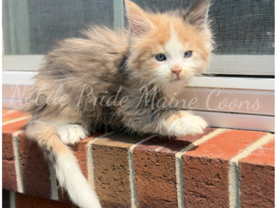Phoebe - Maine Coon - Gallery Photo #1