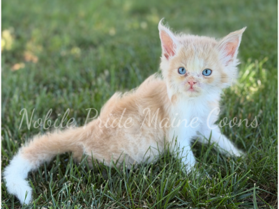 Leo - Maine Coon - Gallery Photo #1