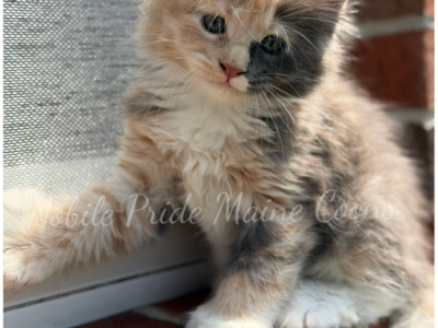 Paige - Maine Coon - Gallery Photo #1