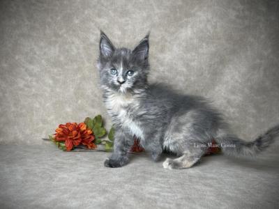 Bonbon - Maine Coon - Gallery Photo #1