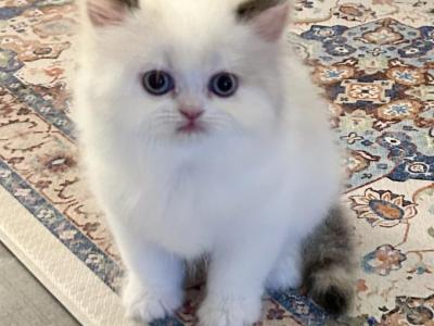Lilac Tortie Bicolor Bamba - Persian - Gallery Photo #1