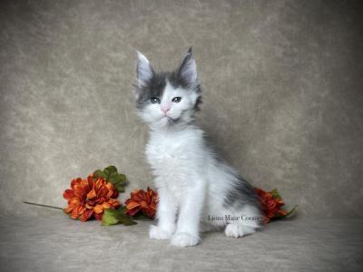 Eclair - Maine Coon - Gallery Photo #1